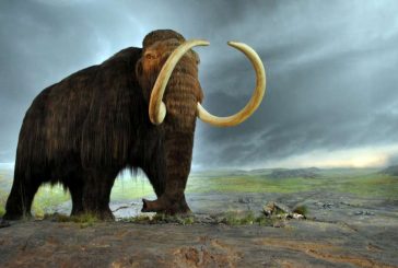 Científicos logran reprogramar células de elefante para 'resucitar' al mamut