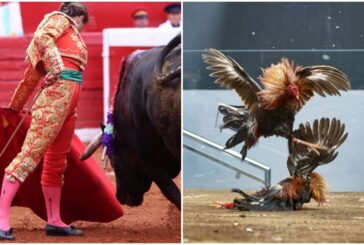 Corridas de toros y peleas de gallos no deben ser patrimonio cultural inmaterial: Suprema Corte